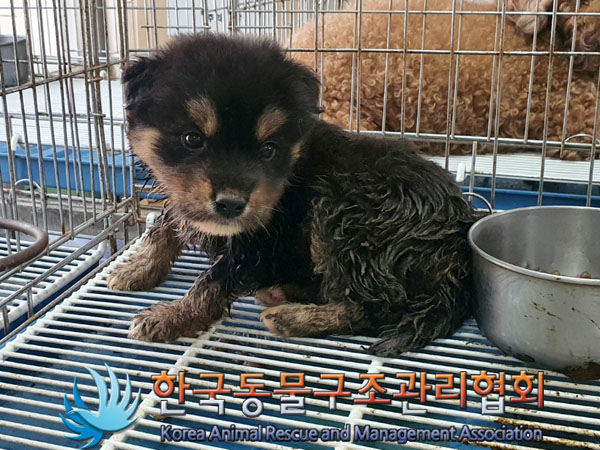 한국동물구조관리협회_441414202300537